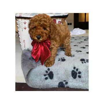 Crvene patuljaste pudle