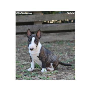 Mini Bull Terijer prelepi štenci
