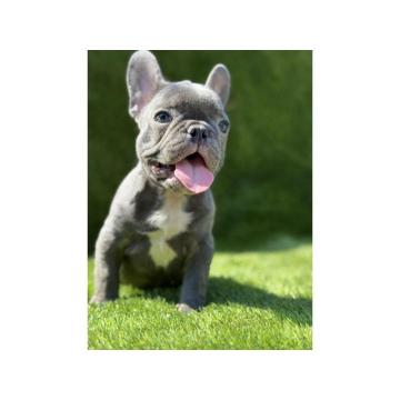 Francuski buldog plavi štenci
