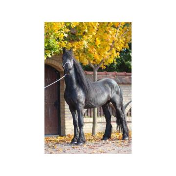 Frizijski konji na prodaju