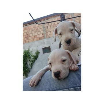 Dogo Argentino štenci