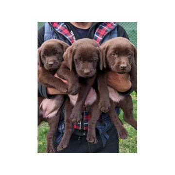 Na prodaju, čokoladni labradori, vrhunskog kvaliteta 