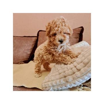 Maltipoo prelepi stenci