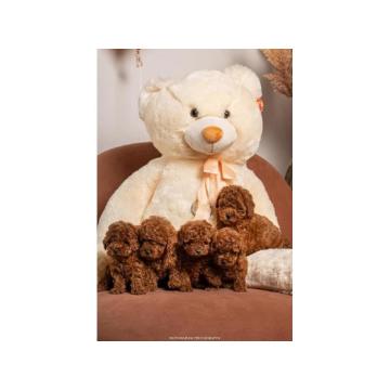 Crvene patuljaste i toy pudle 