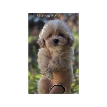 Maltipoo štenci