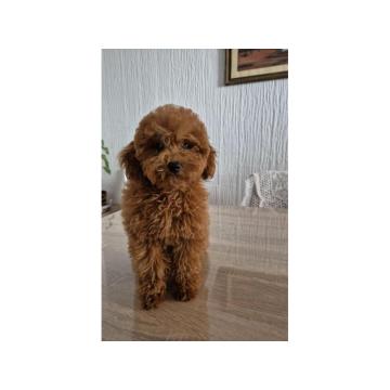Mini Pudla zenkica na prodaju