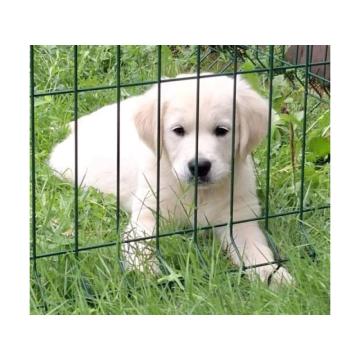 Zlatni retriver, muško štene