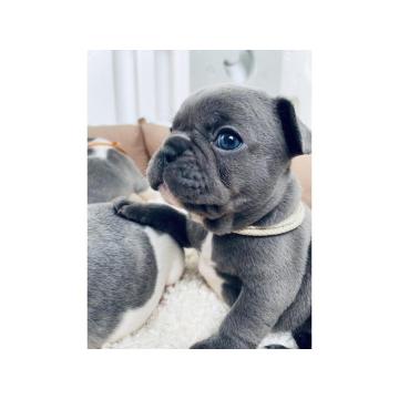 Plavi i merle egzoticni francuski buldozi