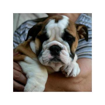 Engleski Buldog, predivni štenci 