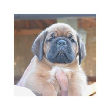 Stenci bordoske doge vrhunske krvne linije  