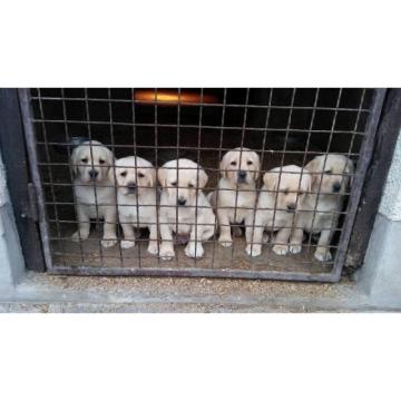 Labrador Retriver štenci