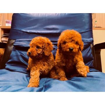 Prelepe patuljaste i toy pudle 