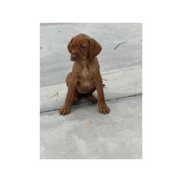 Stenad Madjarske Vizle