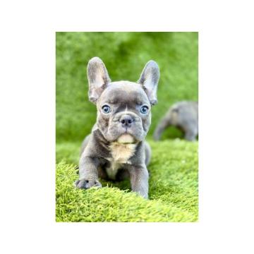 Francuski Buldog prelepi štenci