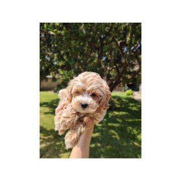 Maltipoo štenci