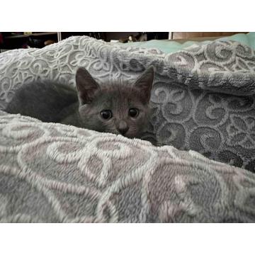 Ruski plavi mačići 