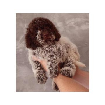 Lagotto Romagnolo štenci