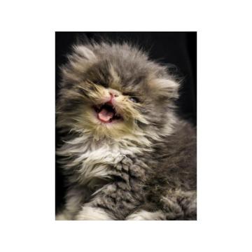 Persijski piggi look mačići 