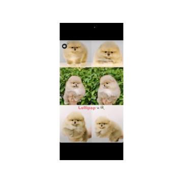 Prodajem stence pomeranca