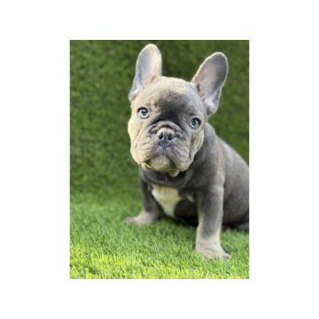 Francuski Buldog vrhunski štenci