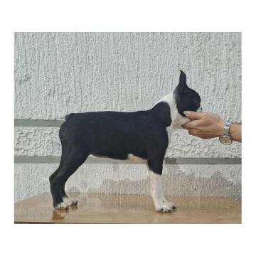 Bostonski terijer štenci 