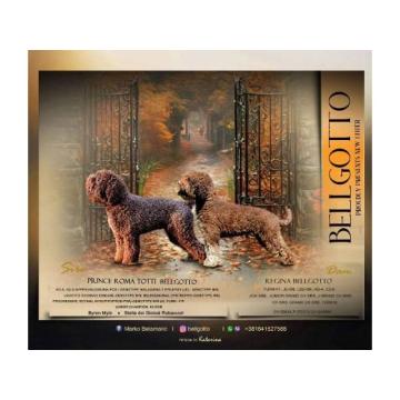 Lagotto Romagnolo štenci