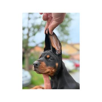 Doberman štenci