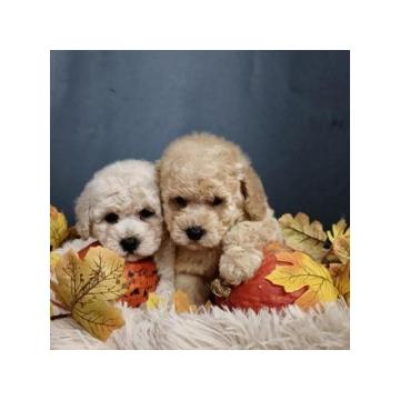 Maltipoo štenci, prelepe bebe  