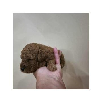 Pudle štenci ekstra kvaliteta 