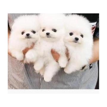 Чистокрвни штенци померанског шпица