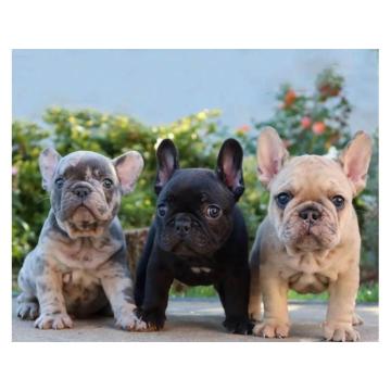 Штенци супер француског булдога на продају