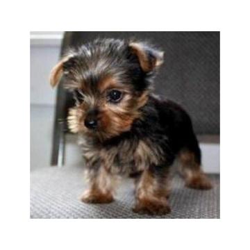 Добри штенци јоркшир теријера