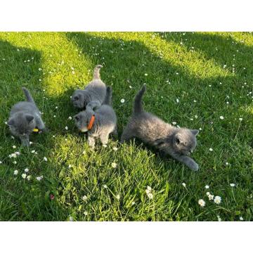 BHK британски краткодлаки мачићи на продају