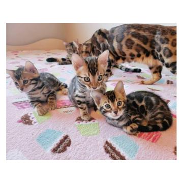 Бенгалски мачићи