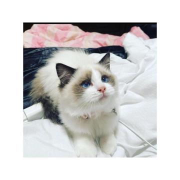 Сада спремна прелепа флеш поинт регдол Ка