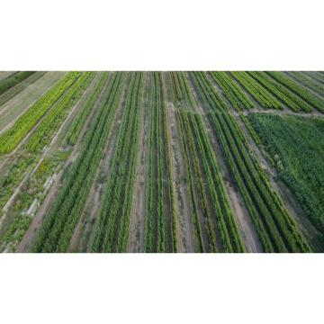 Prestiž Plant Nursery