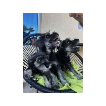 Na prodaju stenci patuljastog snaucera, crno-srebrni 