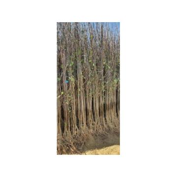 Dvogodisnje sadnice kalemljenog oraha - Rasadnik Antić