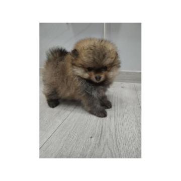 Pomeranski špic, prelepi štenci 
