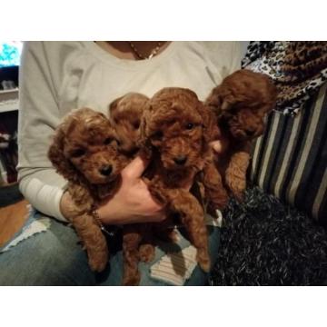 Crvena patuljasta pudla štenci 