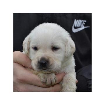 Labrador retriver 