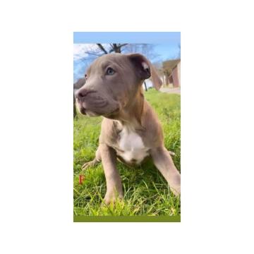 Pitbull Lilac štenci