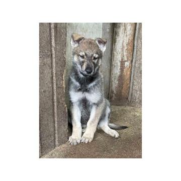 Čehoslovački vučji pas štenci