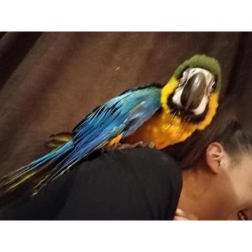 Ara papagaj, mlada zenka 