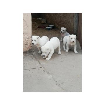 Srednjeazijski ovčar