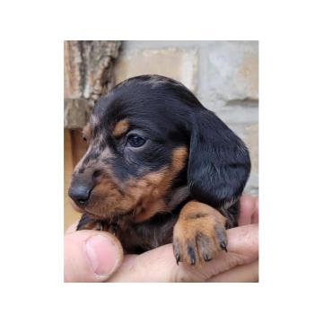  Jazavičar, muška štenad 