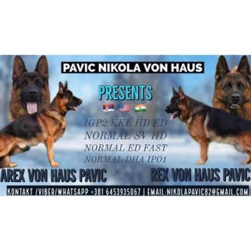 Nemački ovčar, štenci