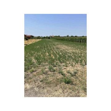 Plac u centru Surduka 