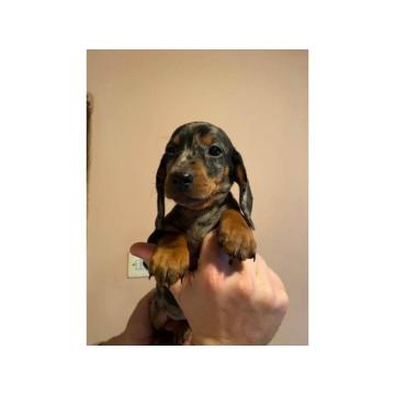 Patuljasti jazavičar štenci