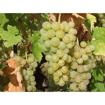 Sadnice grozdja za proleće 2023 veliki izbor sorti